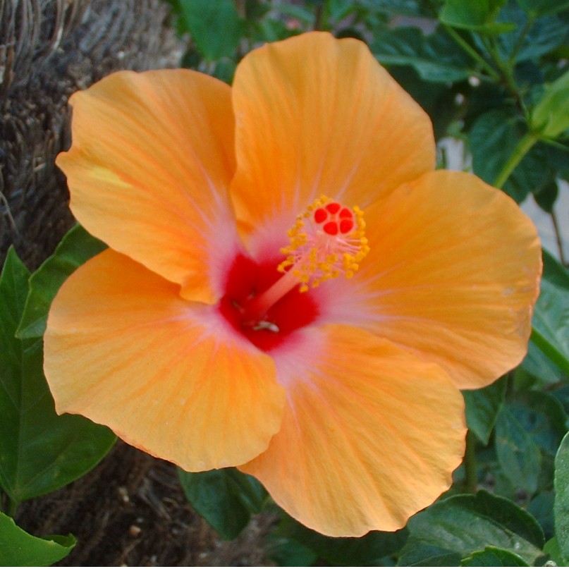 Orange Hibiscus